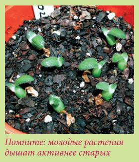 Луковичные растения _33.jpg