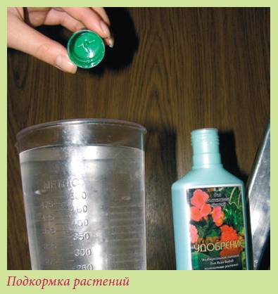 Луковичные растения _34.jpg