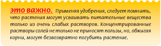 Луковичные растения _35.jpg