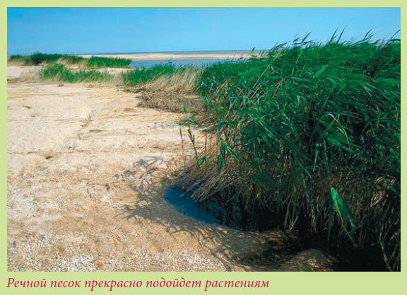 Луковичные растения _39.jpg