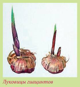 Луковичные растения _42.jpg