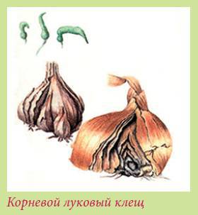 Луковичные растения _44.jpg