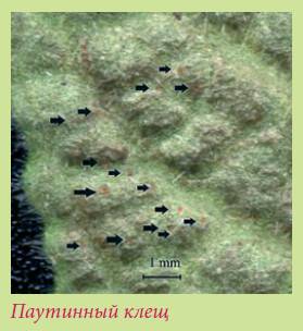 Луковичные растения _46.jpg