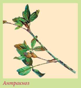 Луковичные растения _48.jpg