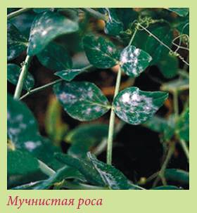 Луковичные растения _49.jpg