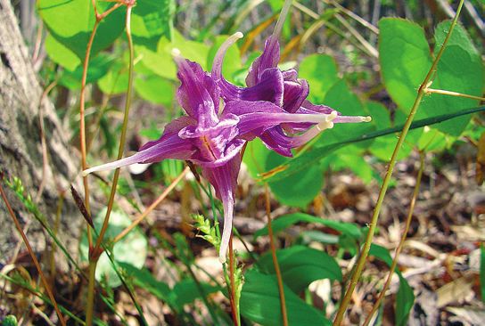 Орхидеи _113.jpg