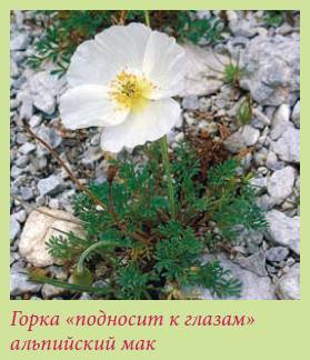 Альпийский сад и рокарий _5.jpg