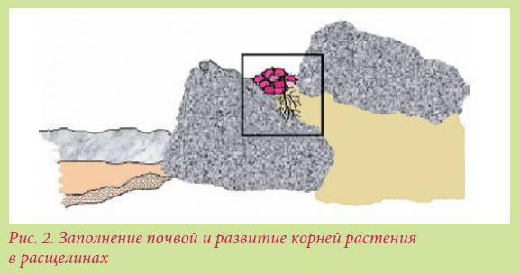 Альпийский сад и рокарий _62.jpg