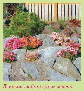 Альпийский сад и рокарий _64.jpg