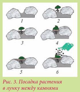 Альпийский сад и рокарий _65.jpg