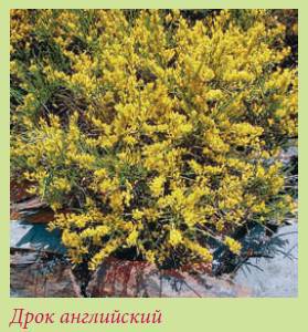 Альпийский сад и рокарий _75.jpg