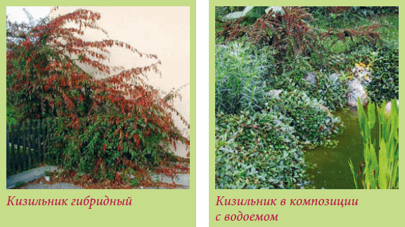 Альпийский сад и рокарий _77.jpg