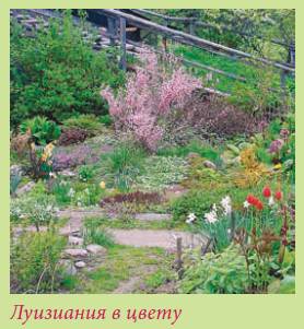Альпийский сад и рокарий _79.jpg