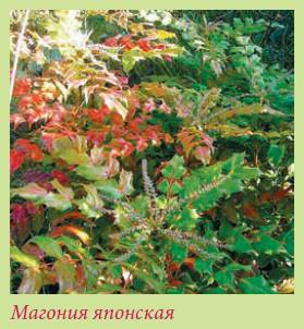 Альпийский сад и рокарий _81.jpg
