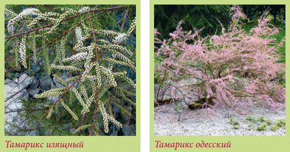Альпийский сад и рокарий _85.jpg