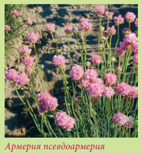 Альпийский сад и рокарий _91.jpg