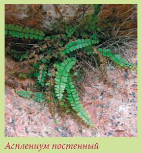 Альпийский сад и рокарий _92.jpg
