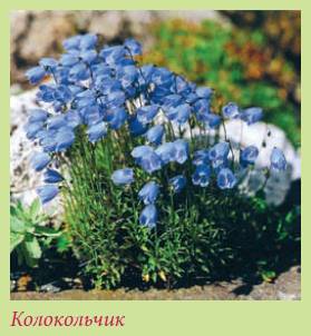 Альпийский сад и рокарий _102.jpg
