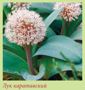 Альпийский сад и рокарий _105.jpg