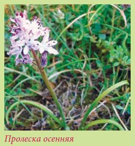 Альпийский сад и рокарий _110.jpg