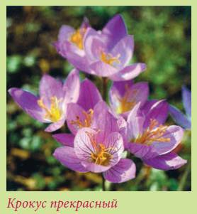 Альпийский сад и рокарий _114.jpg