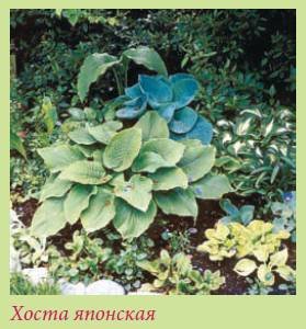 Альпийский сад и рокарий _116.jpg