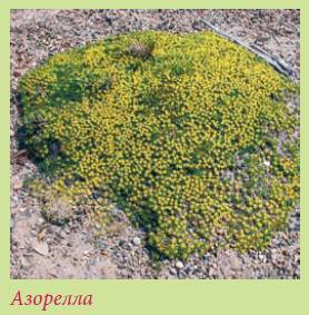 Альпийский сад и рокарий _120.jpg