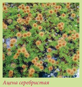 Альпийский сад и рокарий _126.jpg