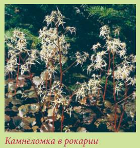 Альпийский сад и рокарий _133.jpg