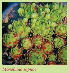 Альпийский сад и рокарий _134.jpg
