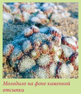 Альпийский сад и рокарий _135.jpg
