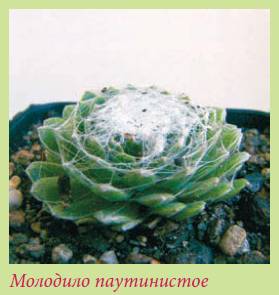 Альпийский сад и рокарий _136.jpg