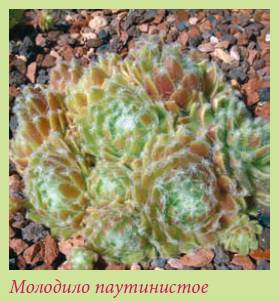 Альпийский сад и рокарий _137.jpg
