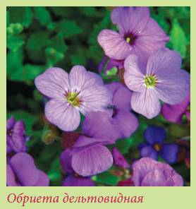 Альпийский сад и рокарий _139.jpg