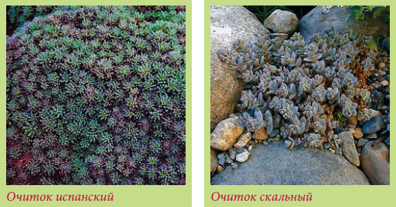 Альпийский сад и рокарий _142.jpg