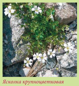 Альпийский сад и рокарий _146.jpg