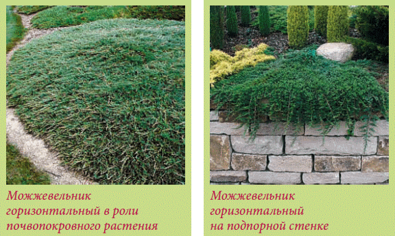 Альпийский сад и рокарий _151.jpg