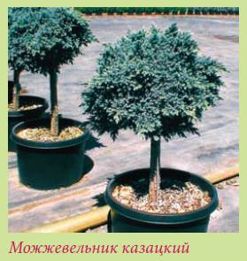Альпийский сад и рокарий _152.jpg
