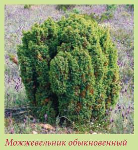 Альпийский сад и рокарий _153.jpg