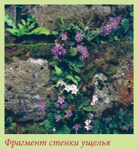 Альпийский сад и рокарий _26.jpg