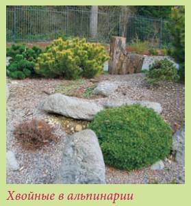 Альпийский сад и рокарий _45.jpg