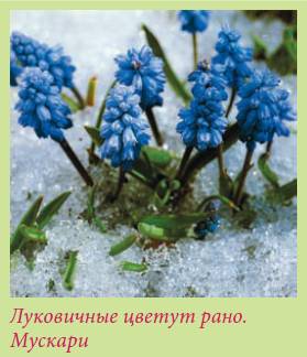 Альпийский сад и рокарий _53.jpg