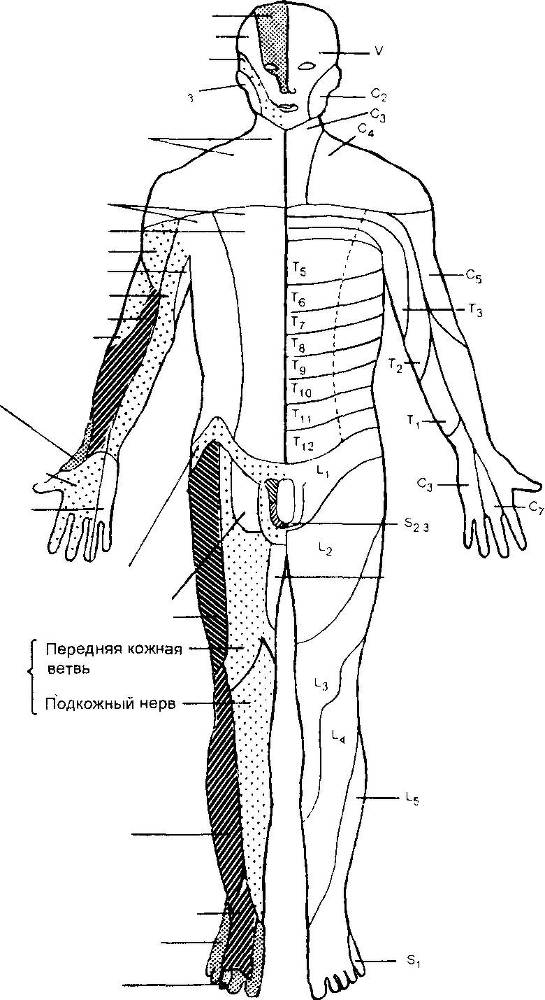 Оксфордский справочник для клиницистов _96.jpg