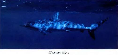 Азбука подводной охоты. Для начинающих... и не очень. i_186.jpg