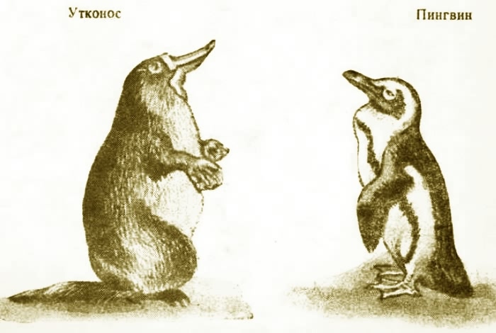 Выхухоль i_004.jpg