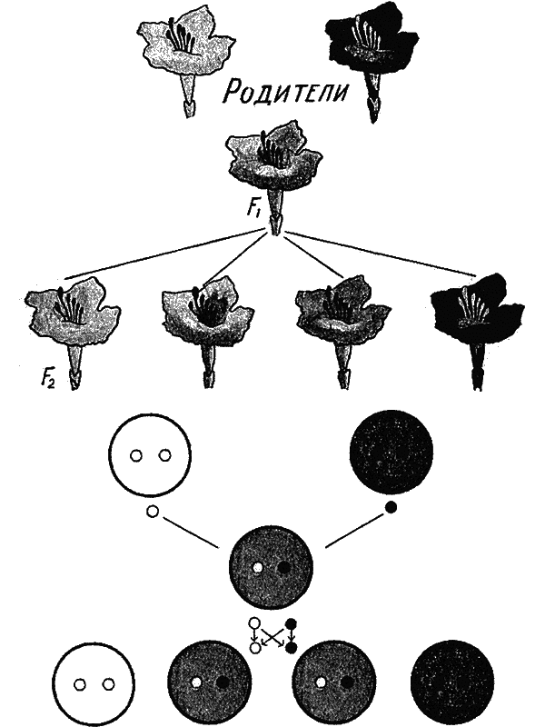 Человечек в колбе (с илл.) i_051.png