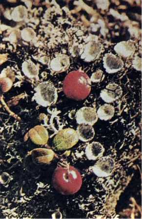 Северная Америка doc2fb_image_0200000E.jpg