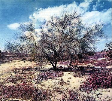 Северная Америка doc2fb_image_0200009F.jpg