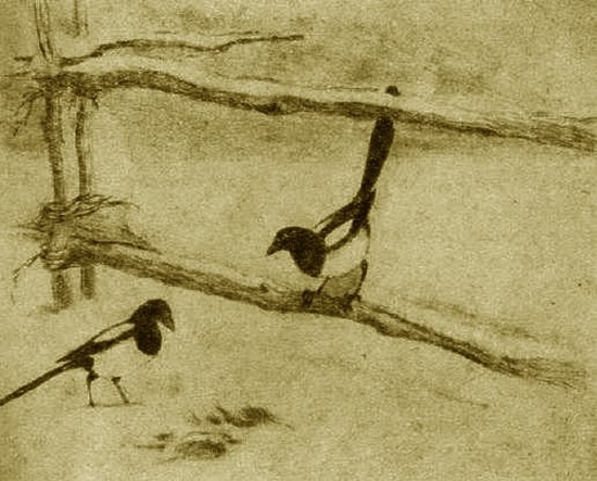 Грач. Галка. Сорока i_007.jpg