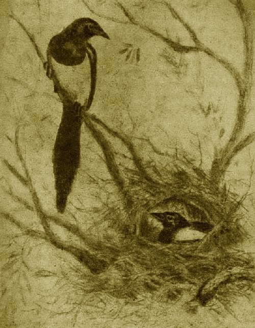 Грач. Галка. Сорока i_008.jpg